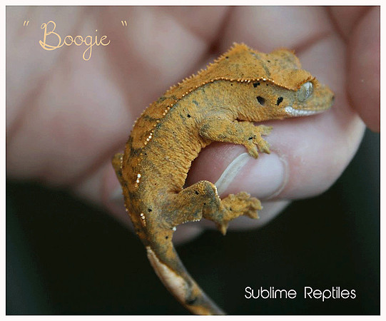 BOOGIE -SUBLIME REPTILES