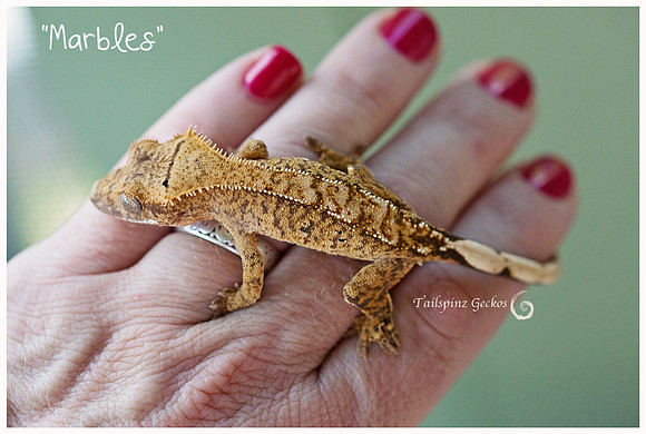 Marbles - AWE