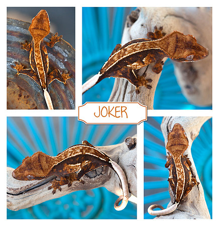 JOKER