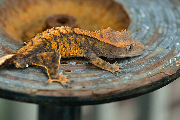 DROGON - URBAN GECKO