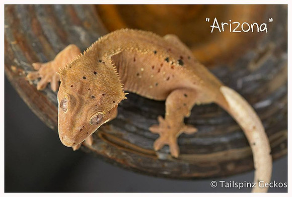 ARIZONA - NORTHERN GECKO