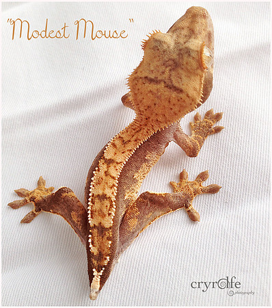 MODEST MOUSE - ALL STAR GECKOS