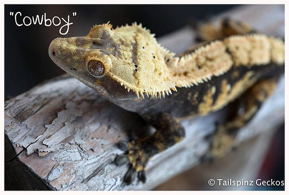 COWBOY - Northern Gecko