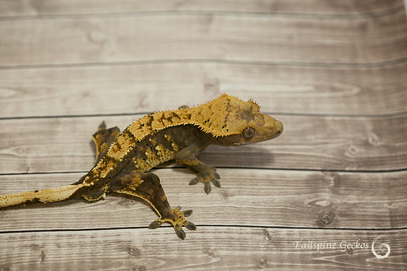 ARCHER - ALL-STAR GECKOS