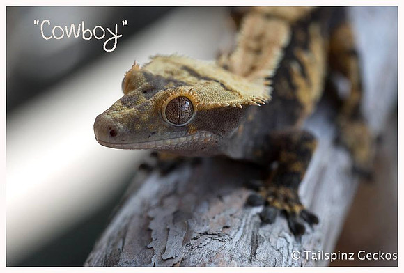 COWBOY - Northern Gecko