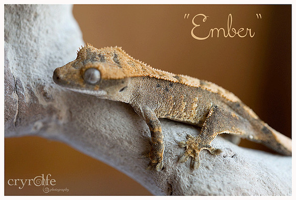 EMBER - APOLLO'S GECKOS