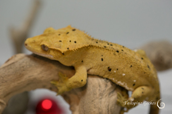 JUMANJI - GECKO HAVEN