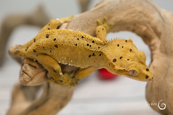 JUMANJI - GECKO HAVEN