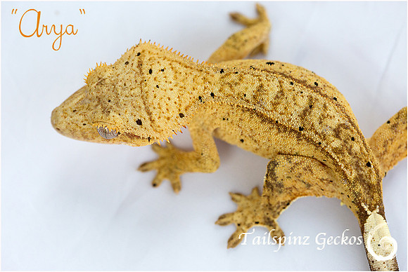 ARYA - ♀