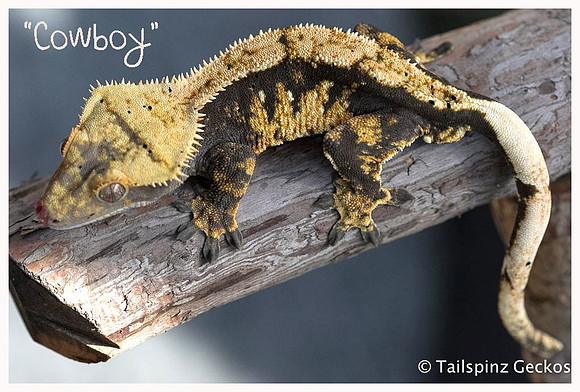 COWBOY - Northern Gecko