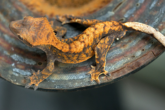 DROGON - URBAN GECKO