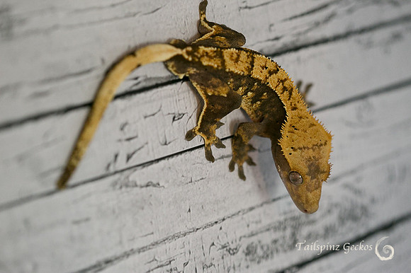 ARCHER - ALL-STAR GECKOS