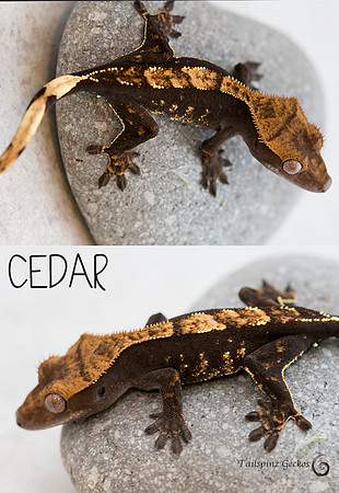 CEDAR