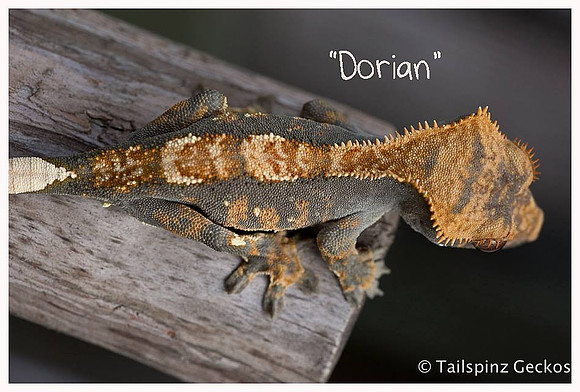 DORIAN - CREEPY EXOTICS