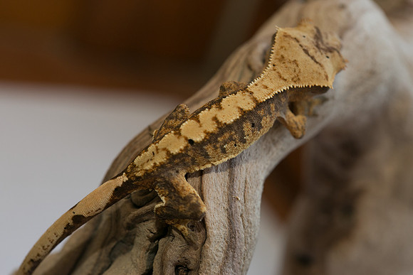 FLAIR - GEKKONADAZED GECKOS
