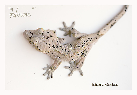 Howie - Super Dalmatian M-AC Lines X SM Reptiles