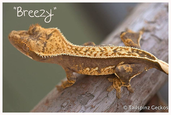 BREEZY - ALL-STAR GECKOS