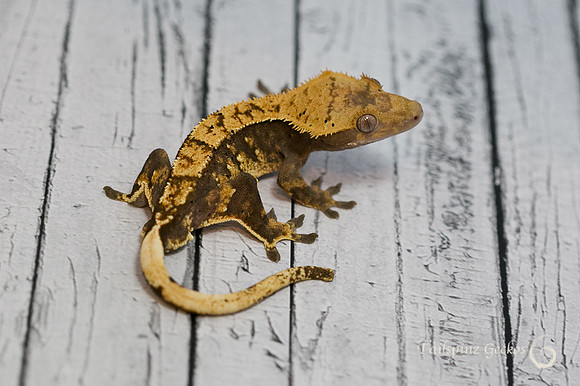 ARCHER - ALL-STAR GECKOS