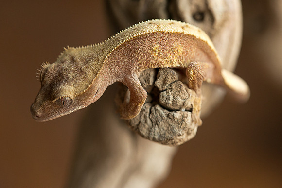 DILLION - BALL AND CHAIN REPTILES