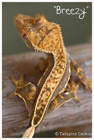 BREEZY - ALL-STAR GECKOS