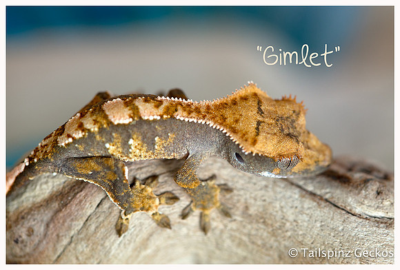 GIMLET - JB'S CRESTIES