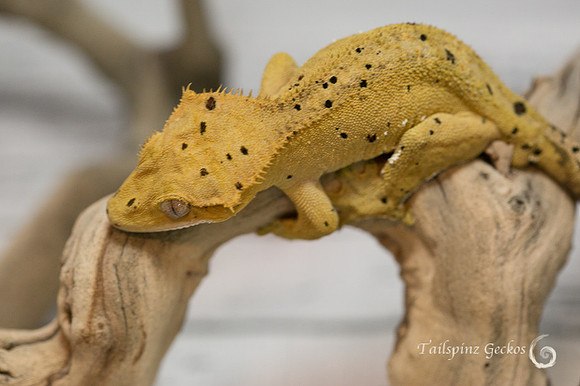 JUMANJI - GECKO HAVEN