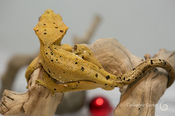 JUMANJI - GECKO HAVEN