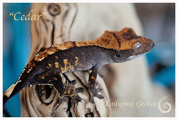 CEDAR - TARA LEIGH'S CRESTIES