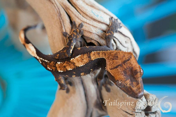 CEDAR - TARA LEIGH'S CRESTIES