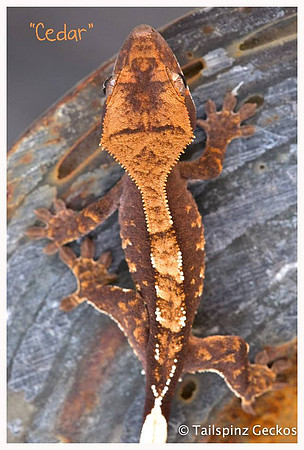 CEDAR - TARA LEIGH'S CRESTIES