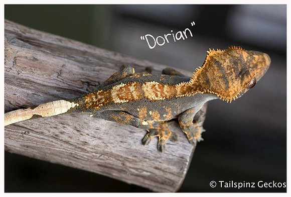 DORIAN - CREEPY EXOTICS