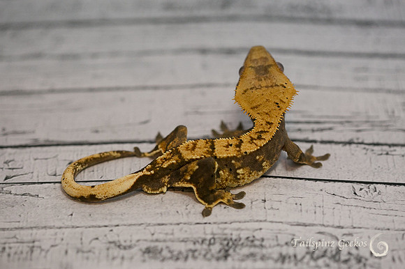ARCHER - ALL-STAR GECKOS