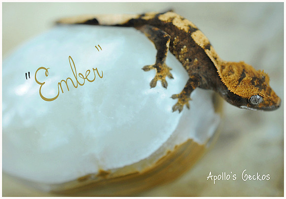 EMBER - APOLLO'S GECKOS
