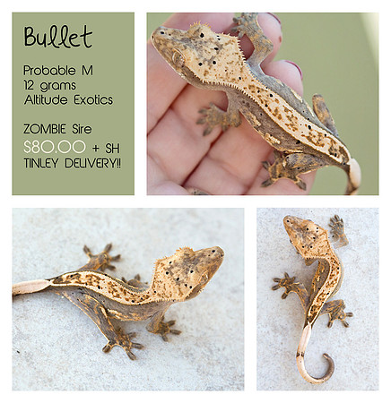 BULLET  - ALTITUDE EXOTICS
