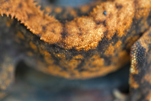 DROGON - URBAN GECKO