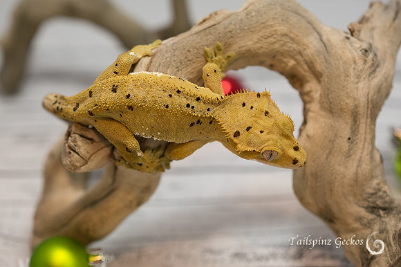 JUMANJI - GECKO HAVEN