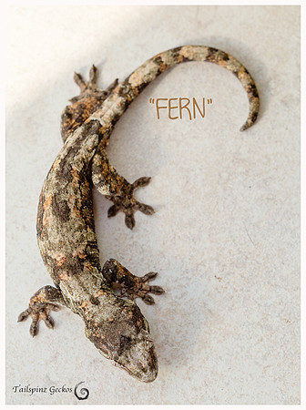 FERN - GUYCO GECKO