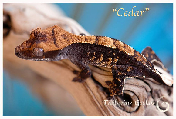 CEDAR - TARA LEIGH'S CRESTIES