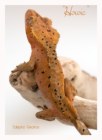 Howie - Super Dalmatian M-AC Lines X SM Reptiles