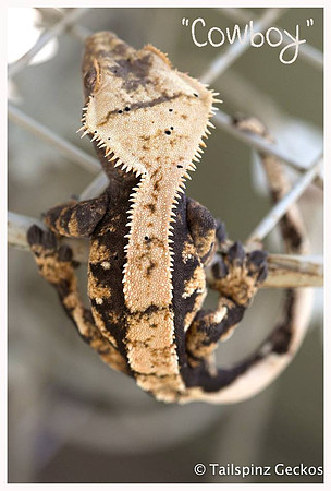 COWBOY - Northern Gecko