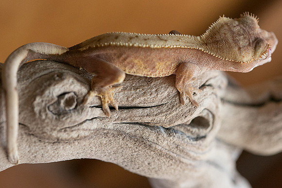 DILLION - BALL AND CHAIN REPTILES
