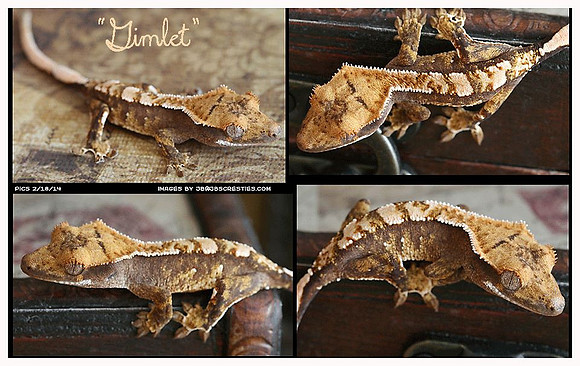GIMLET - JB'S CRESTIES