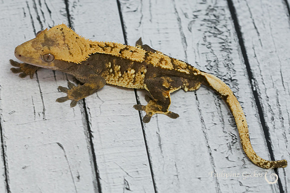 ARCHER - ALL-STAR GECKOS