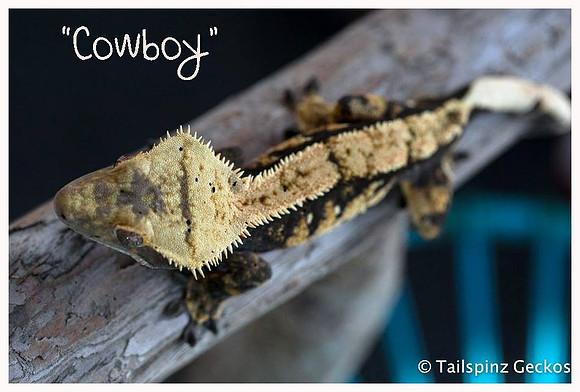 COWBOY - Northern Gecko