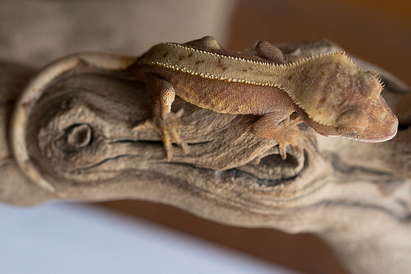 DILLION - BALL AND CHAIN REPTILES