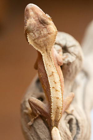 DILLION - BALL AND CHAIN REPTILES