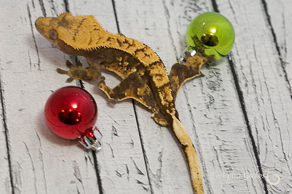 ARCHER - ALL-STAR GECKOS