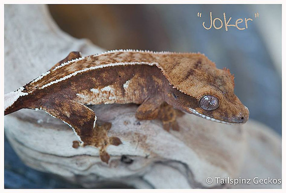 JOKER - AWE EXOTICS