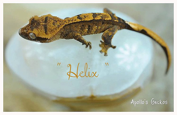 HELIX BABY - APOLLO'S GECKOS