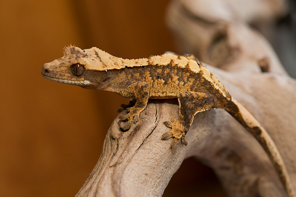 FLAIR - GEKKONADAZED GECKOS